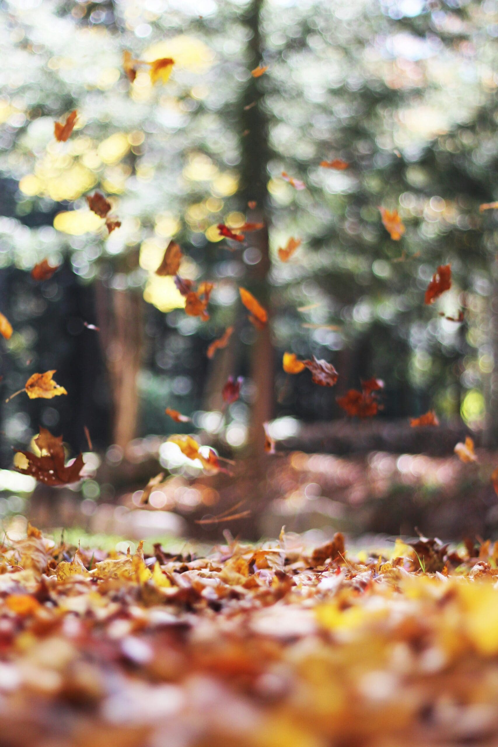 soft focus of autumen leaves faling and on the ground